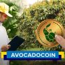 avocado coin