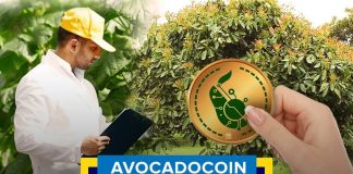 avocado coin